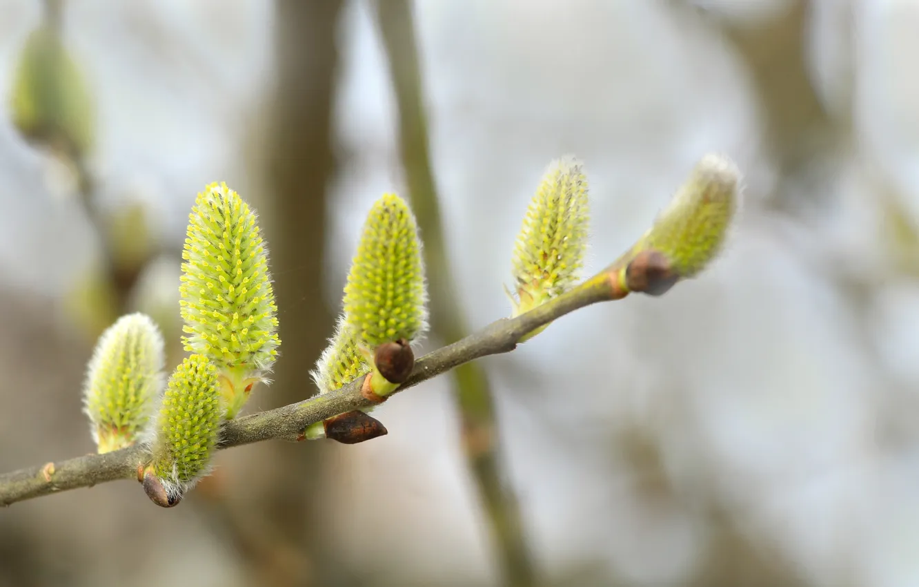 Photo wallpaper spring, plant, twig, kitten base