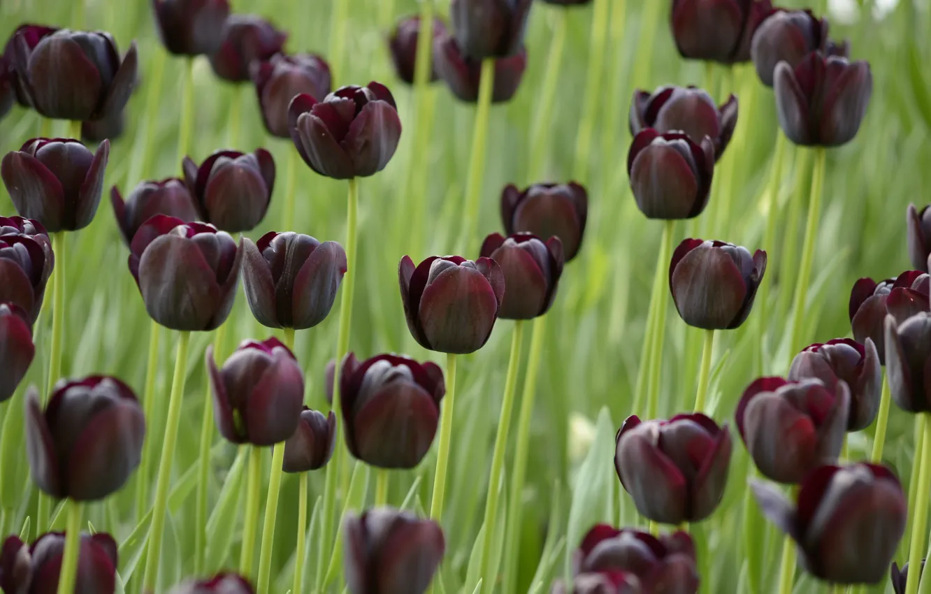 Photo wallpaper field, Tulips, black, field, dark, black, tulips