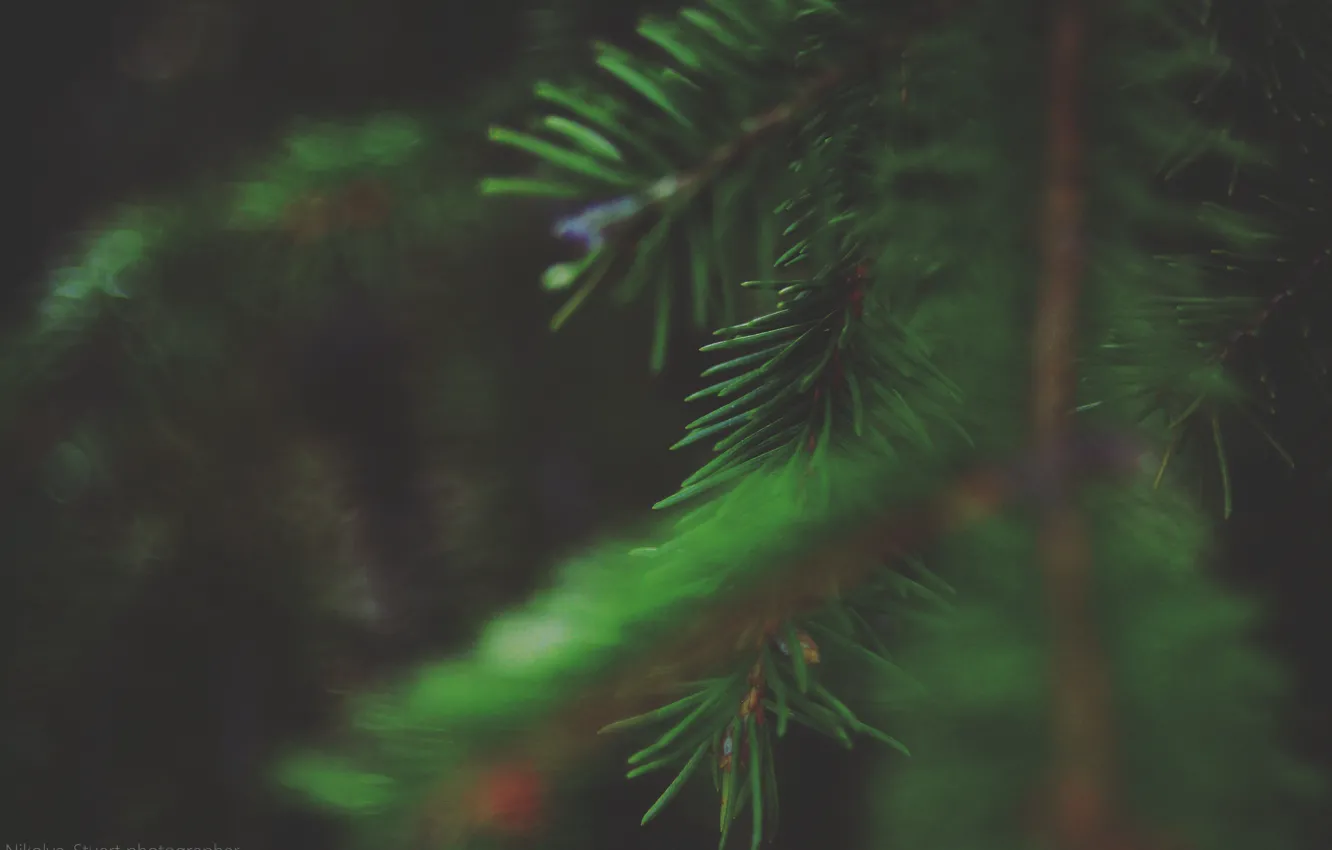Photo wallpaper needles, green, sprig, tree, herringbone