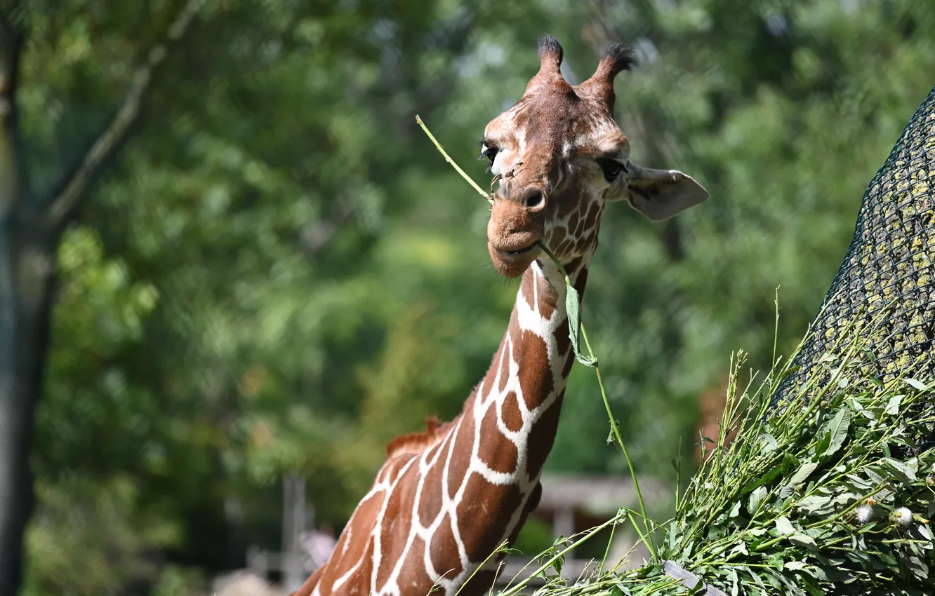Photo wallpaper look, face, leaves, mesh, vegetation, portrait, giraffe, green background