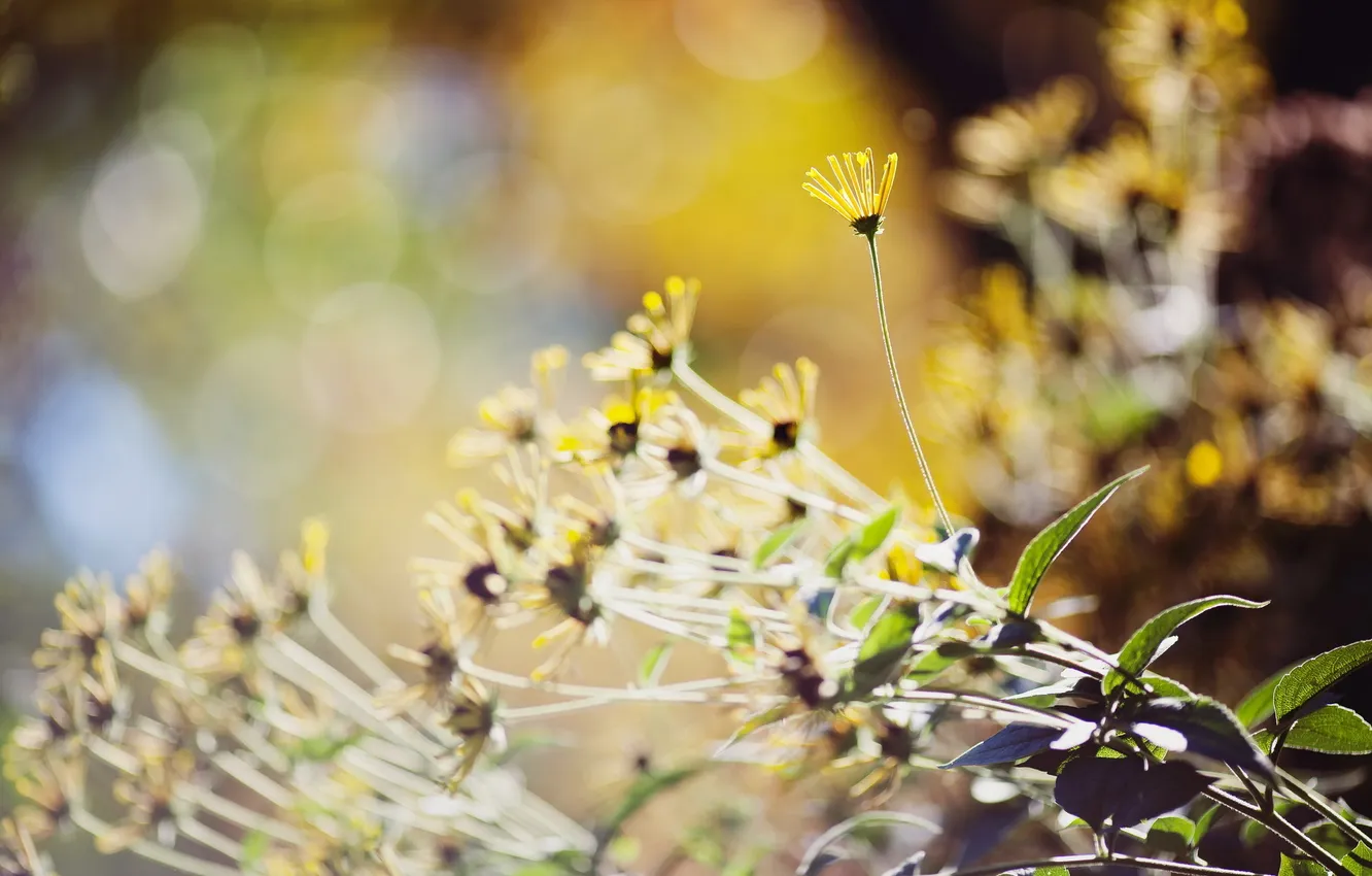 Photo wallpaper macro, flowers, nature