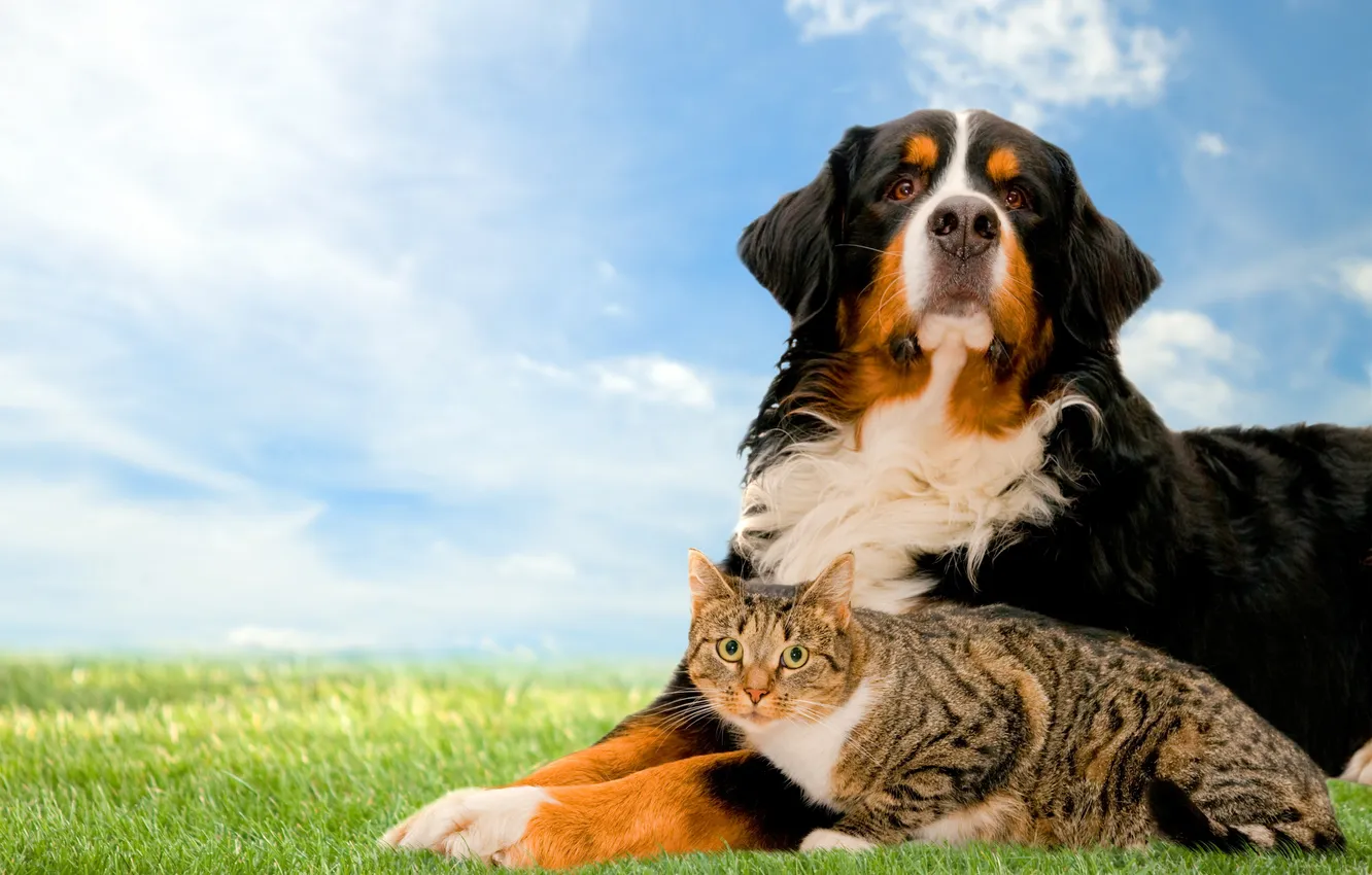 Photo wallpaper cat, grass, dog, lawn