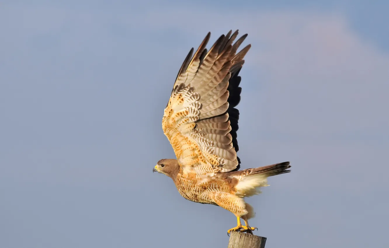 Photo wallpaper bird, posts, wings, hawk