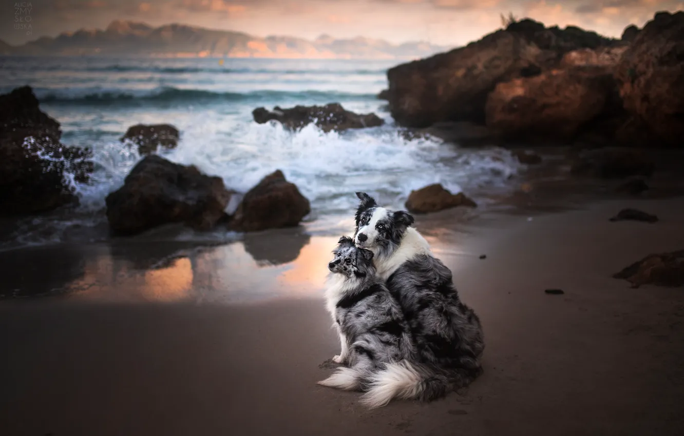 Photo wallpaper sea, dogs, the ocean, rocks, a couple, two dogs