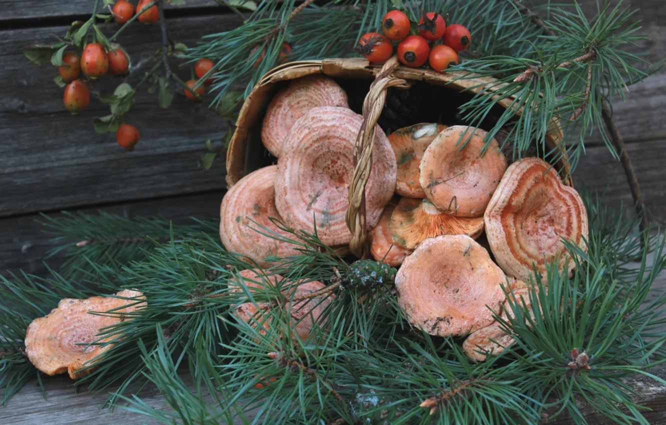 Photo wallpaper mushrooms, briar, pine, mushrooms