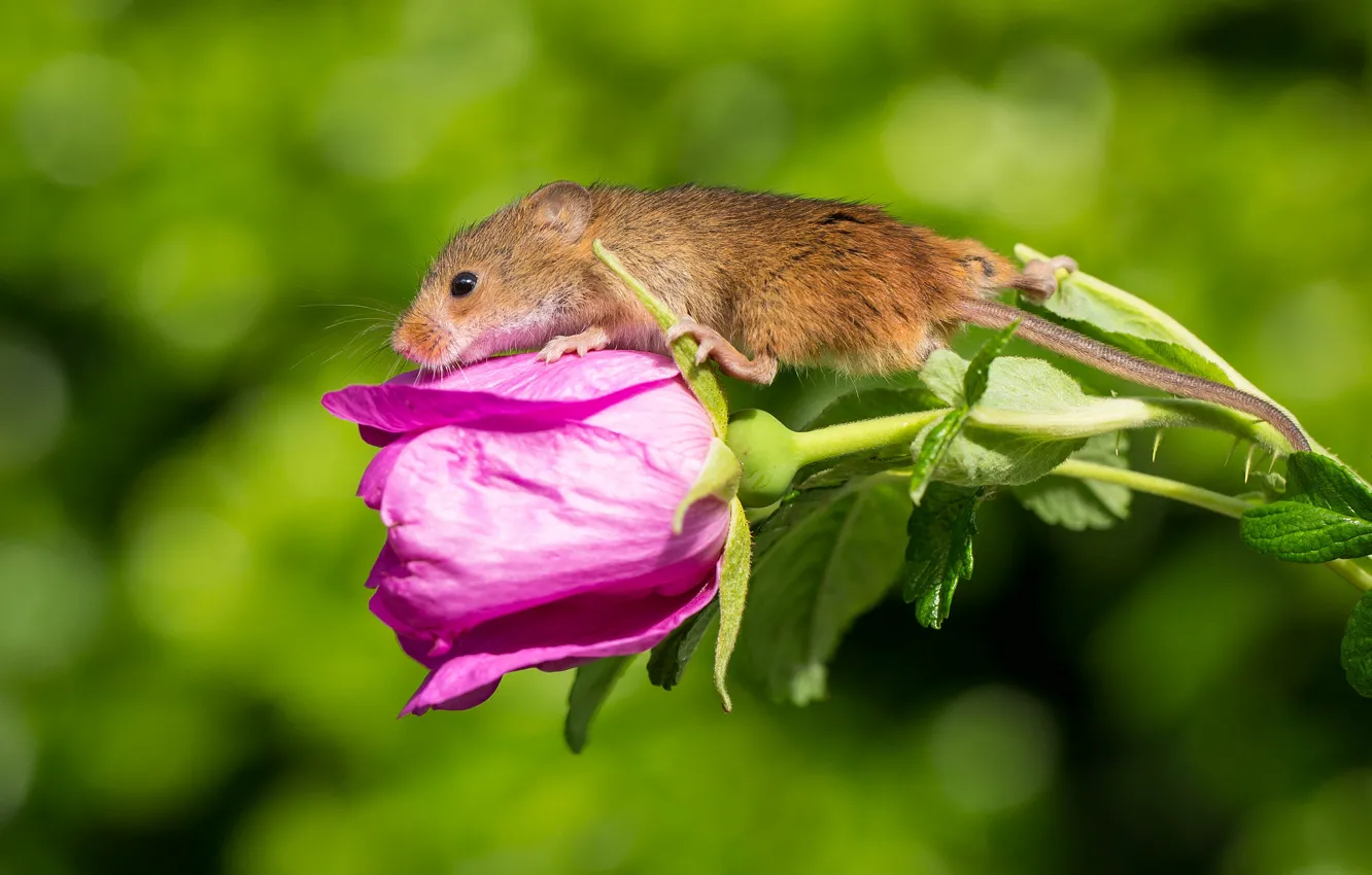 Photo wallpaper flower, mouse, Harvest Mouse, The mouse is tiny