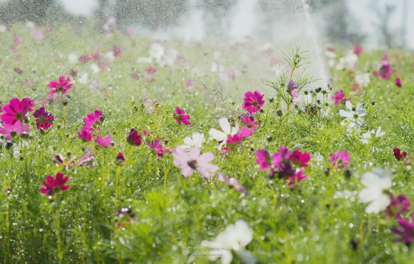 Photo wallpaper summer, flowers, squirt, water drops, kosmeya