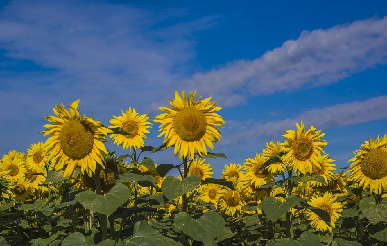 Photo wallpaper sunflowers, nature, summer mood