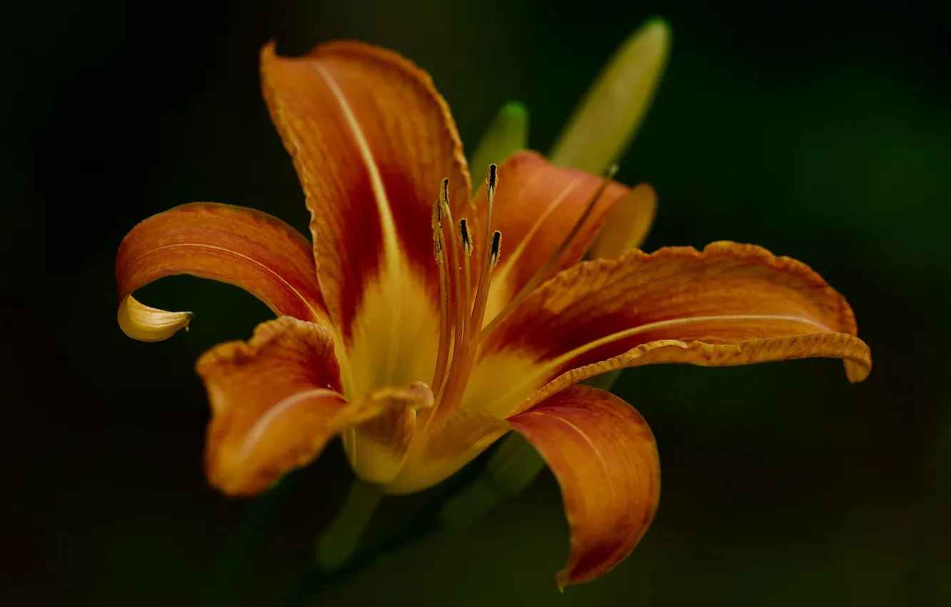 Wallpaper macro, the dark background, Lily images for desktop, section ...