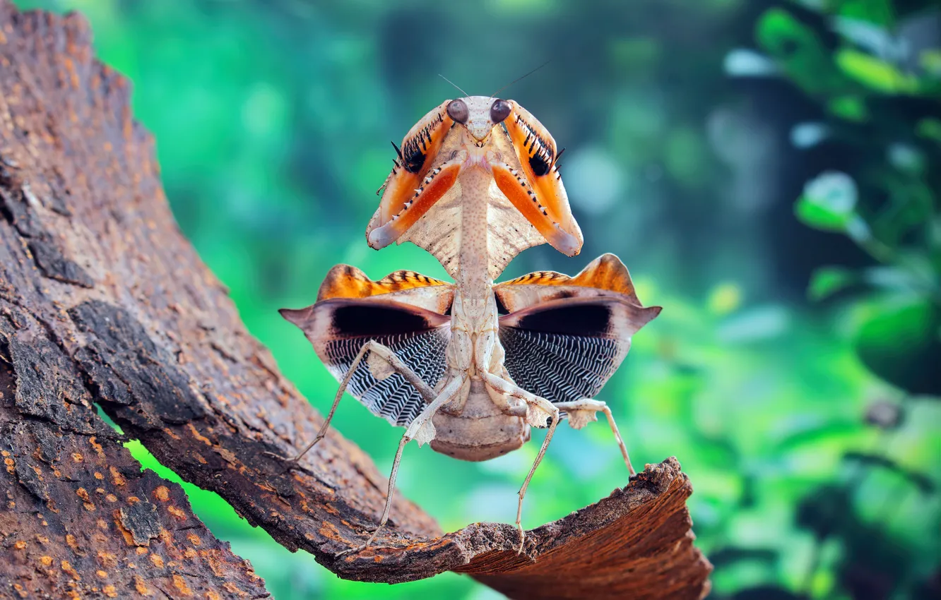 Photo wallpaper look, macro, orange, nature, pose, pattern, dance, legs
