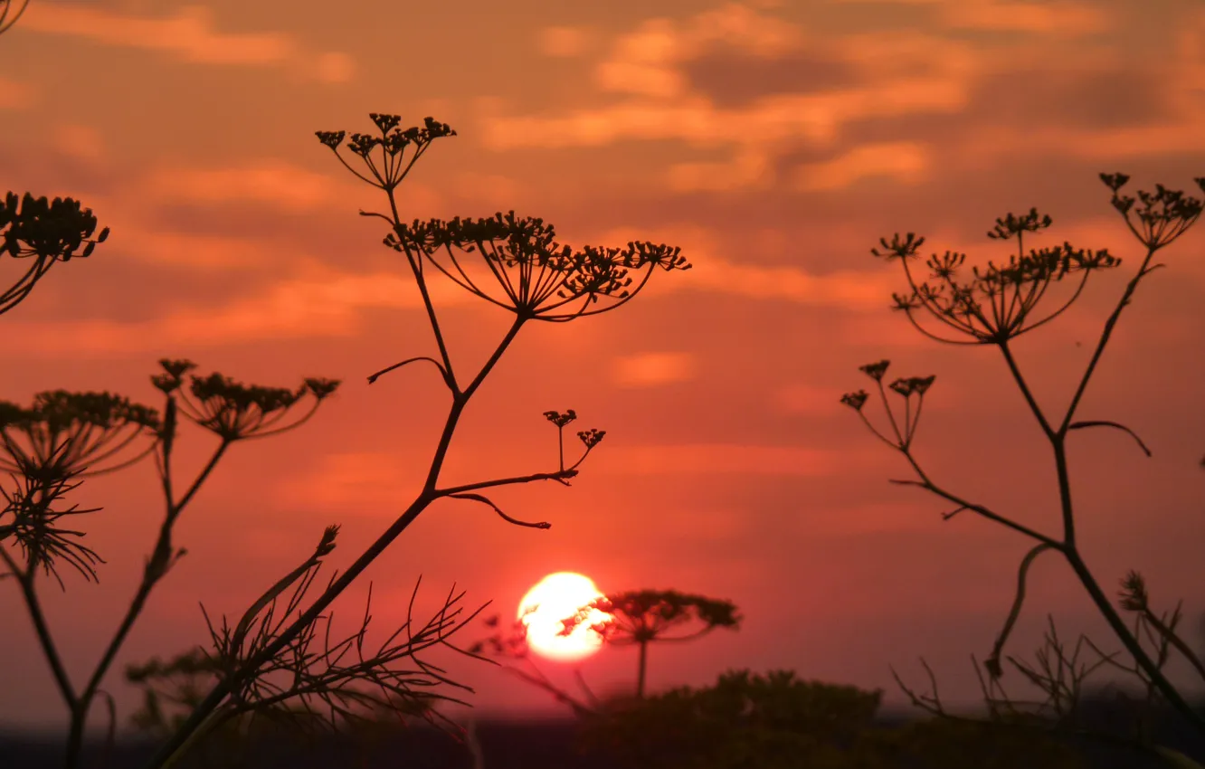Photo wallpaper the sky, clouds, macro, sunset, plant, silhouette