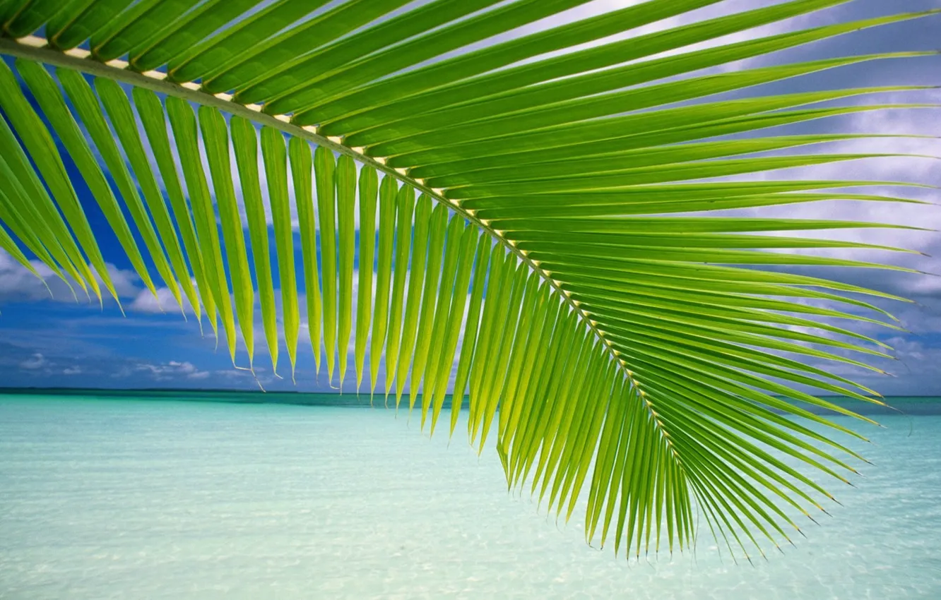 Photo wallpaper sea, palm trees, shore