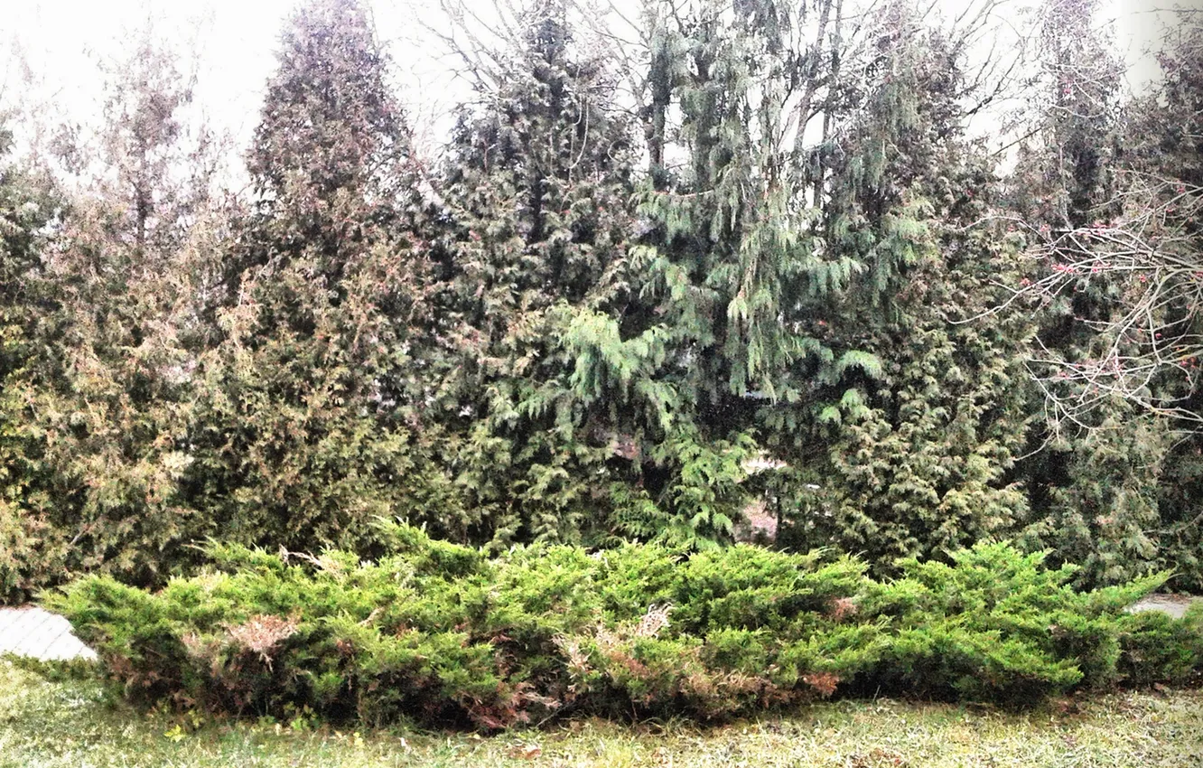 Photo wallpaper landscape, juniper, December 2024