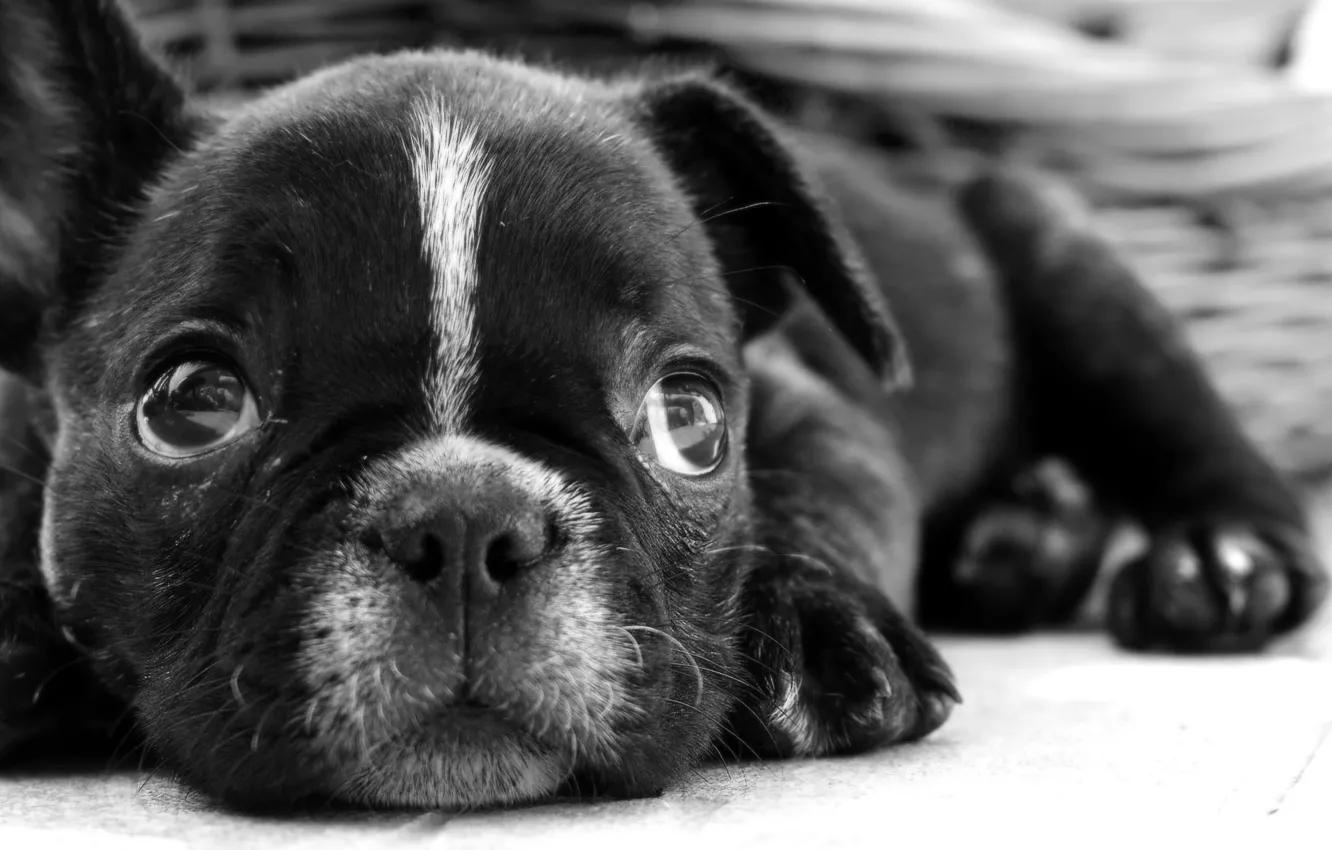 Photo wallpaper dog, puppy, lies
