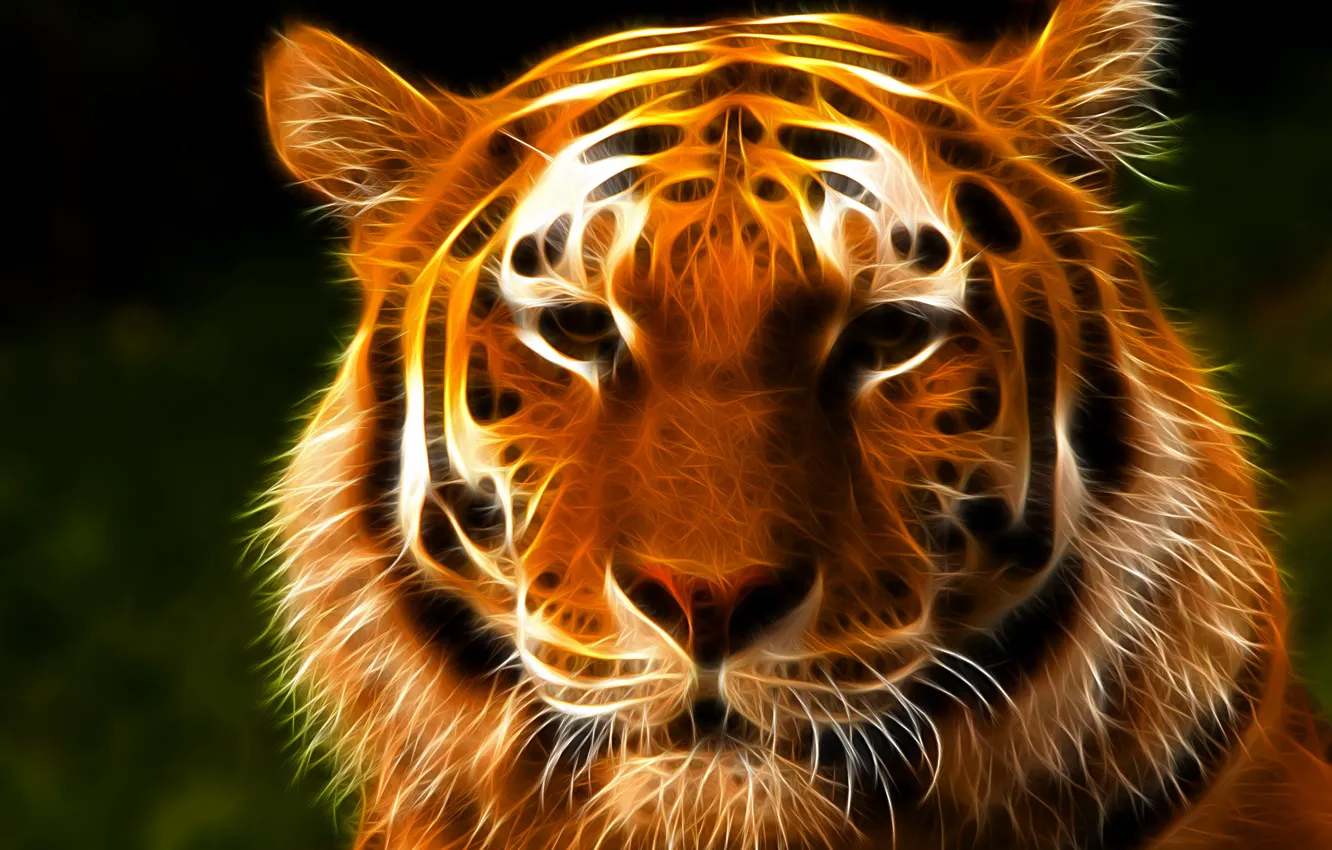 Photo wallpaper look, face, tiger, 3D Graphics