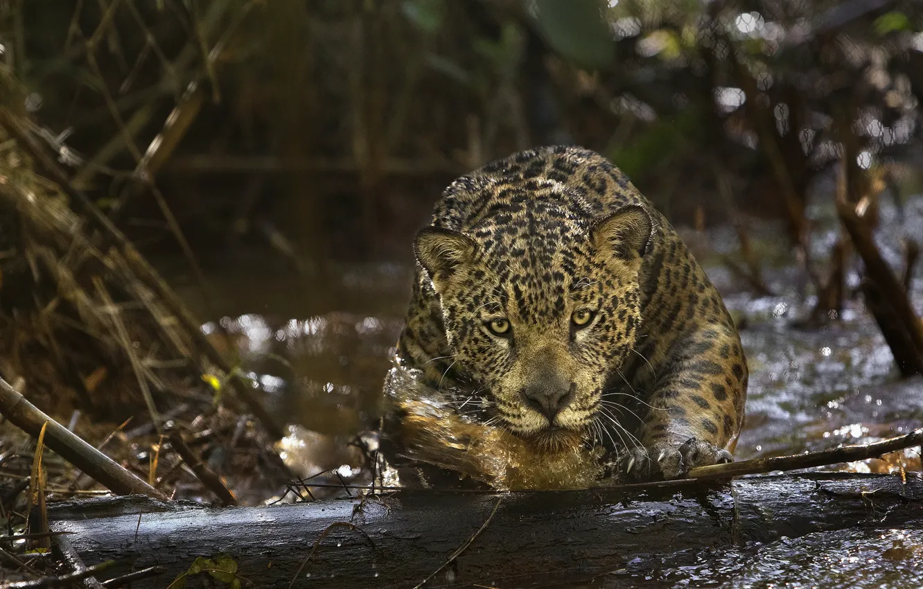 Photo wallpaper predator, Jaguar, Amazon, (film), Amazonia