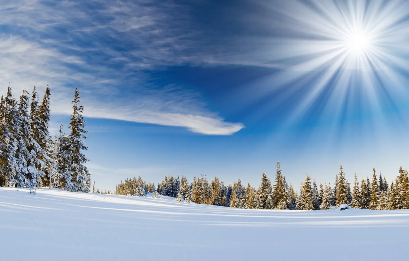 Photo wallpaper winter, the sun, snow, spruce