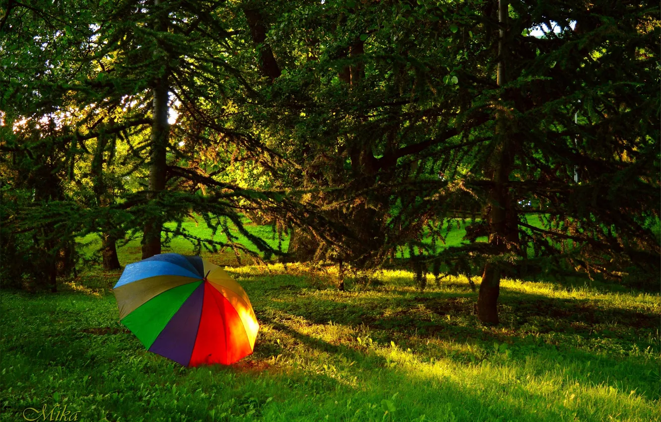 Photo wallpaper forest, summer, umbrella, summer, forest, umbrella