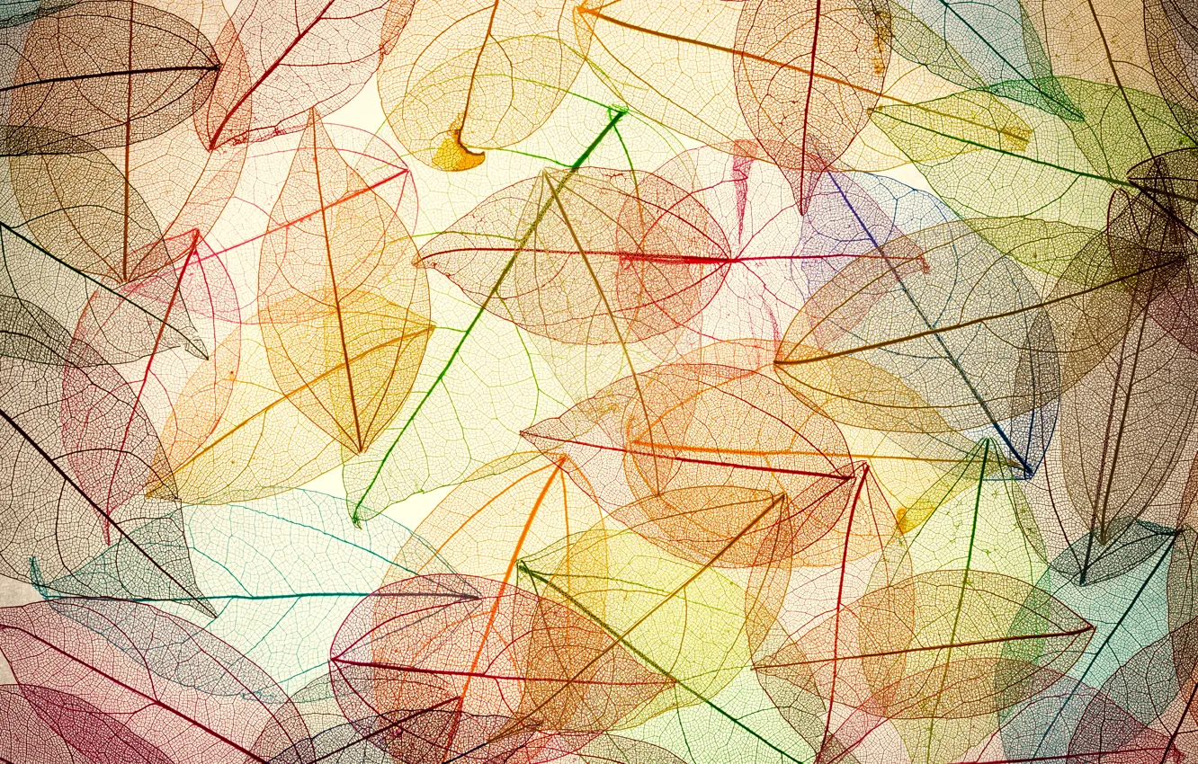Photo wallpaper leaves, background, colorful, abstract, autumn, leaves, autumn, transparent