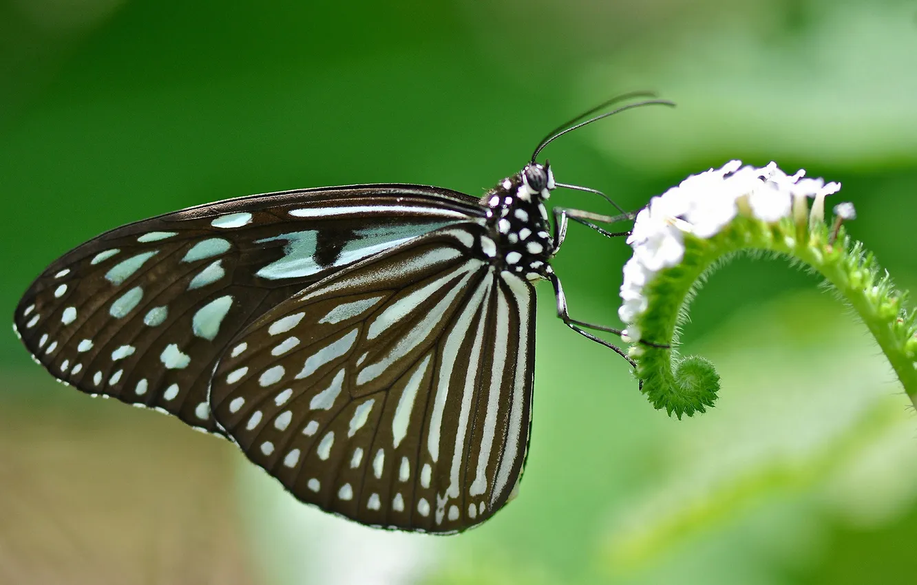 Photo wallpaper flower, butterfly, wings, insect