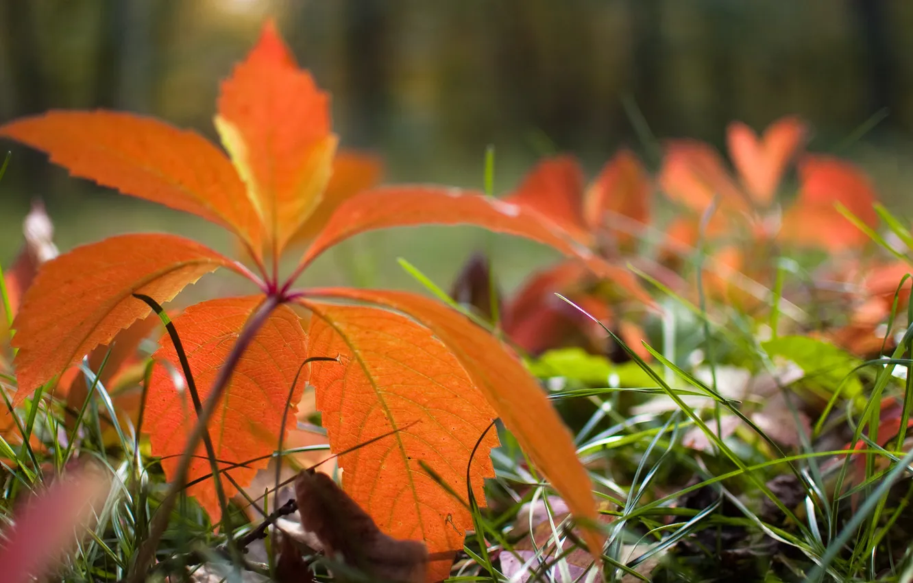 Photo wallpaper grass, macro, flowers