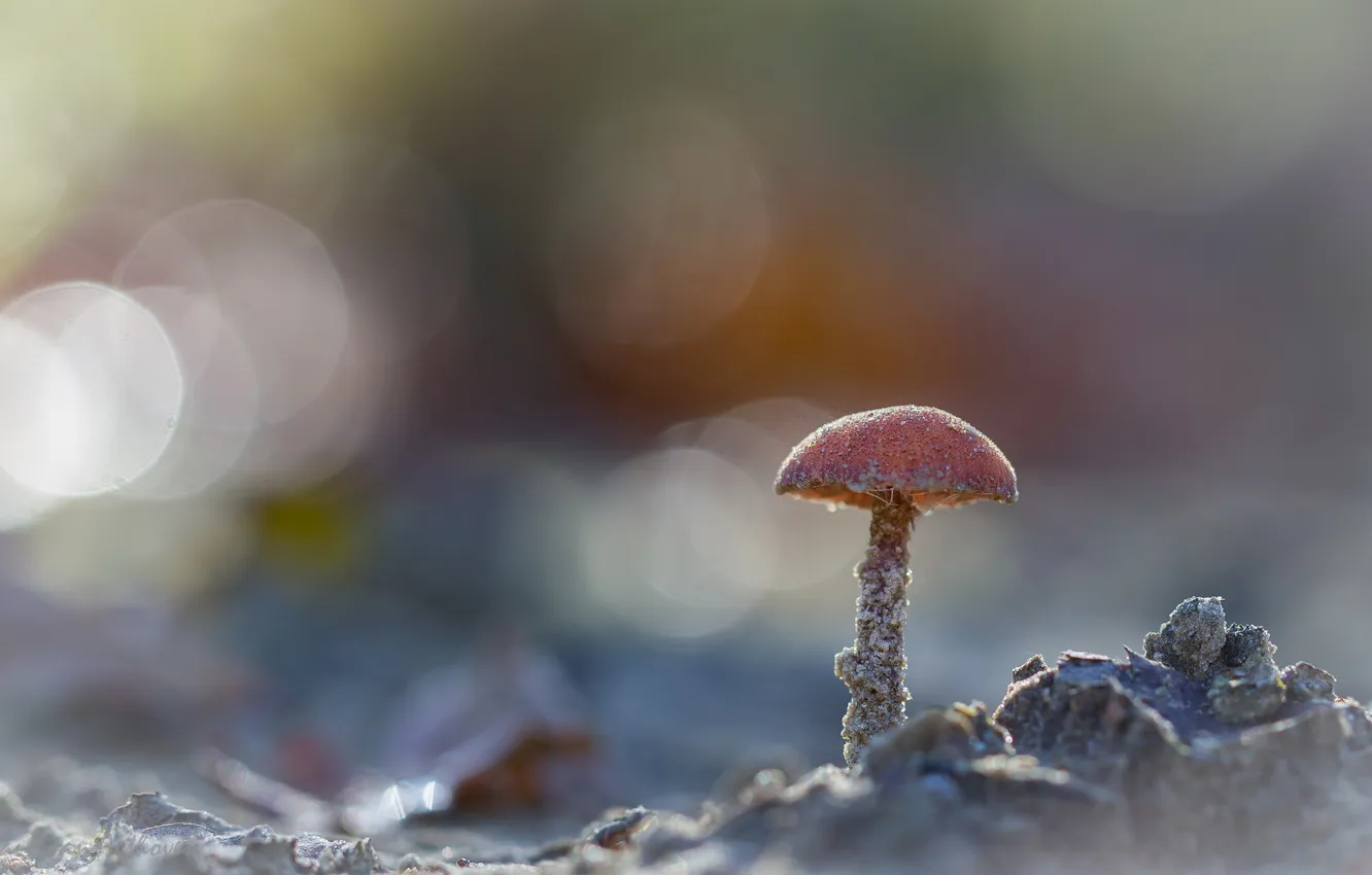 Photo wallpaper autumn, nature, mushrooms