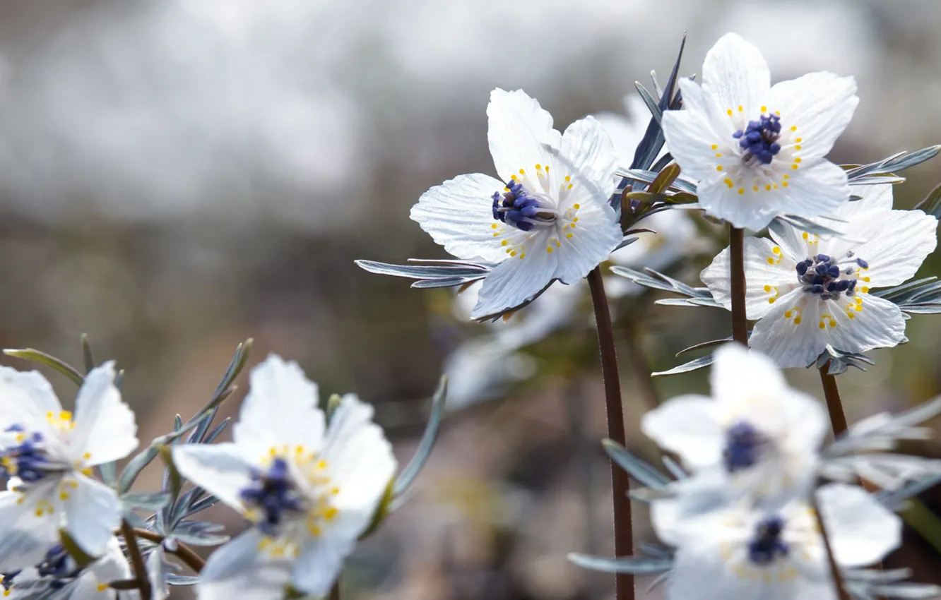 Photo wallpaper macro, spring, petals, Japan, festival, Setsubun