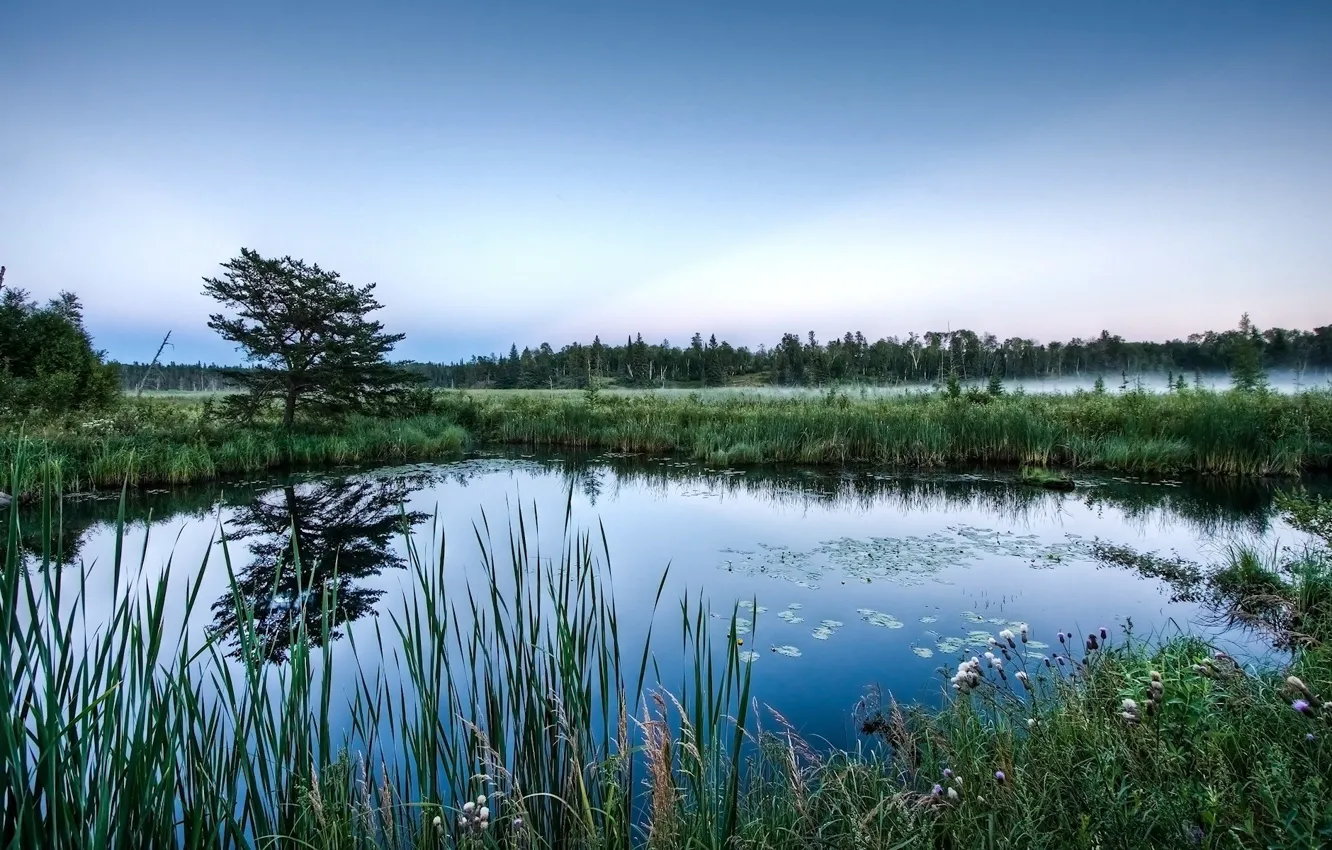 Photo wallpaper grass, fog, plant, swamp