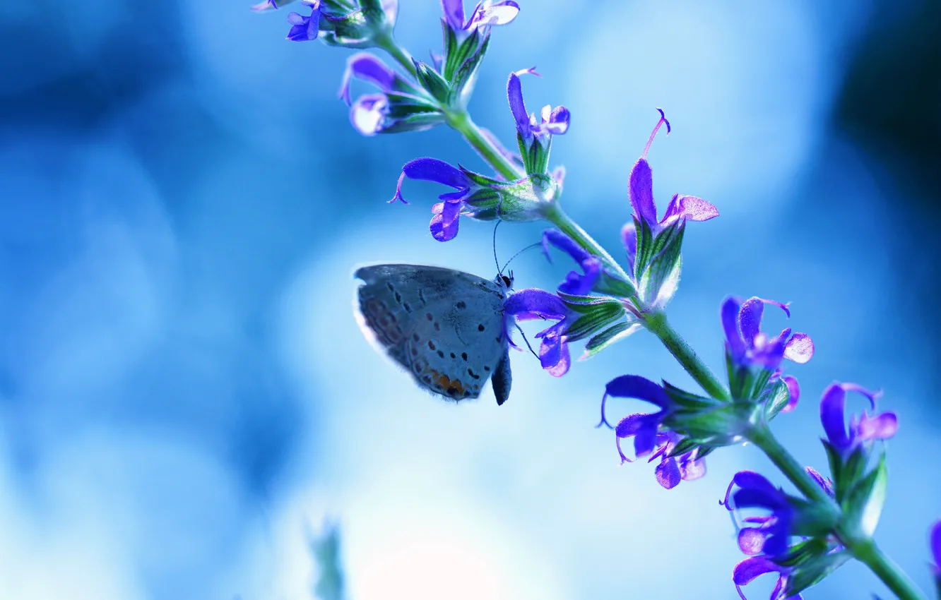 Photo wallpaper flower, blue, glare, background, butterfly
