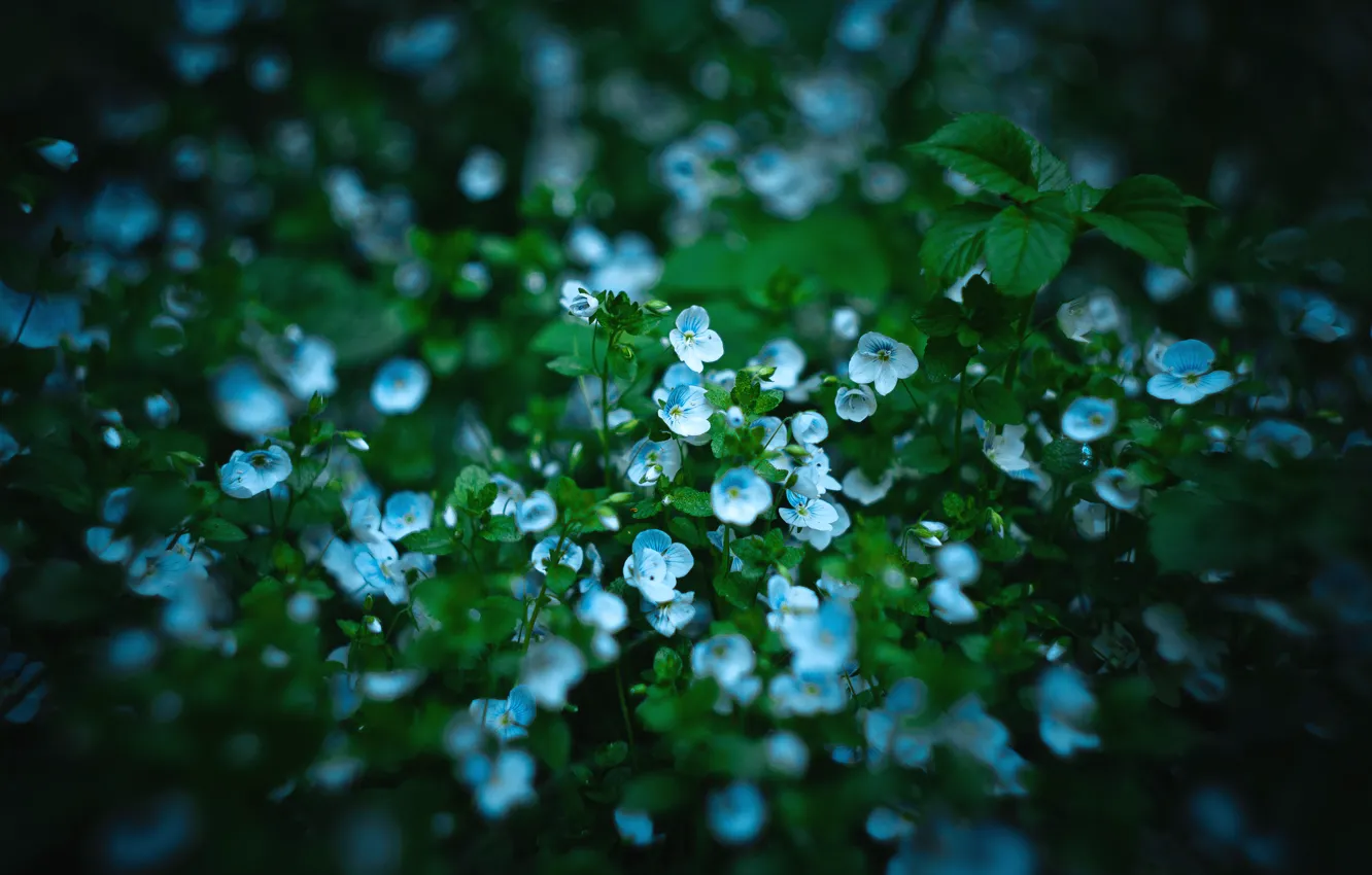 Photo wallpaper flowers, blue, dark, spring, small, dobraatebe