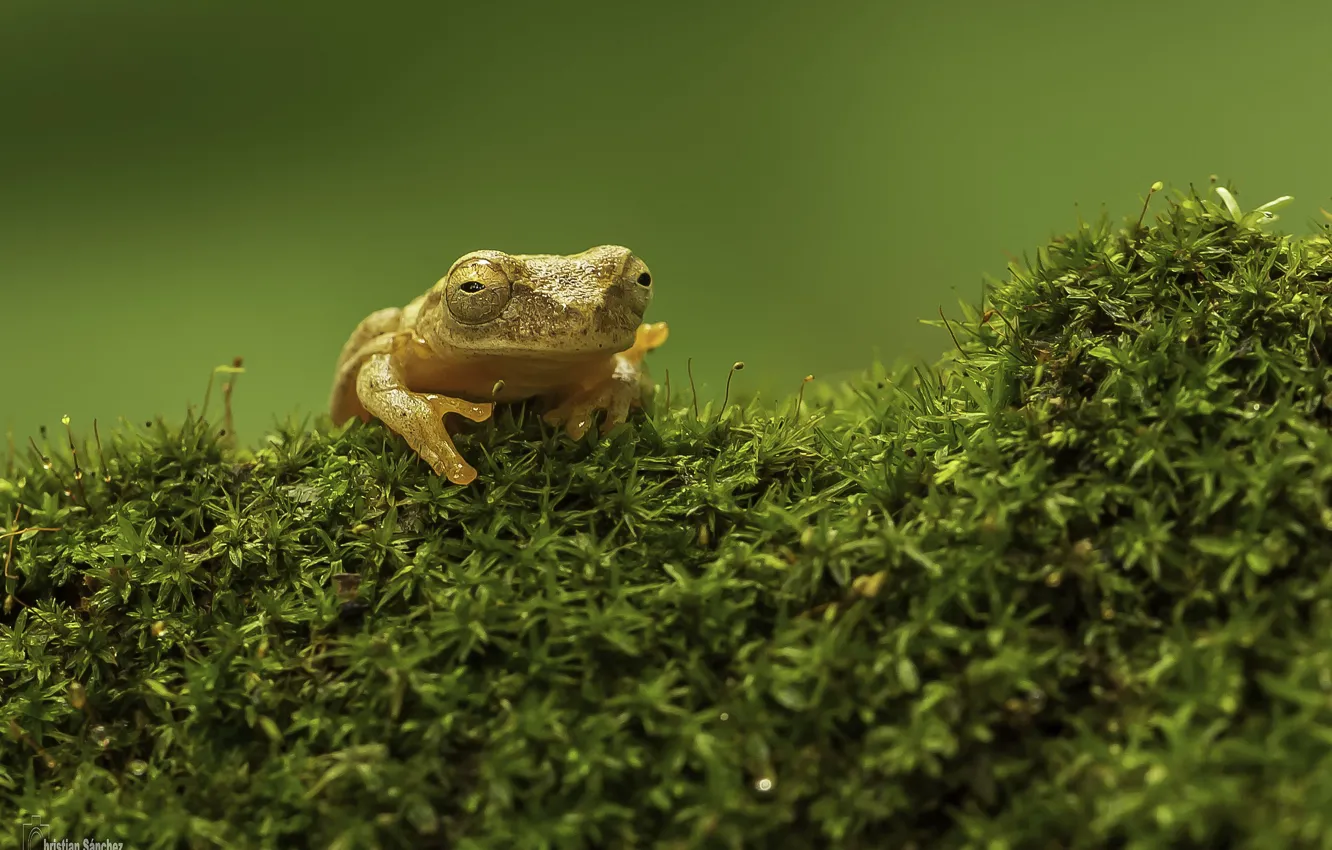 Photo wallpaper green, grass, frog