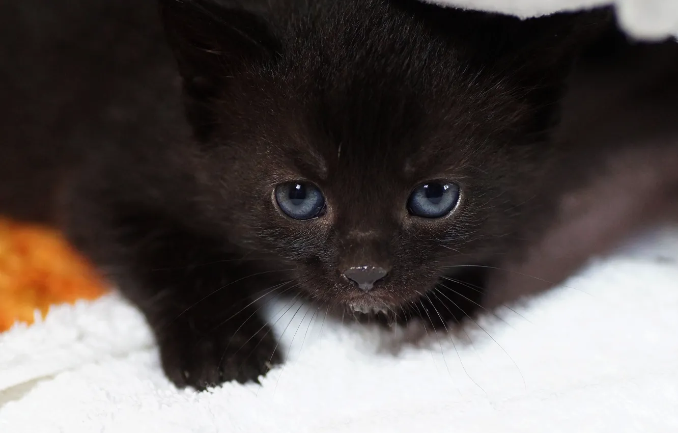 Photo wallpaper cat, look, black, portrait, baby, kitty