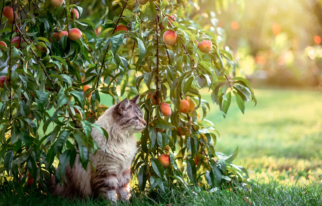 Photo wallpaper cat, cat, garden, peaches