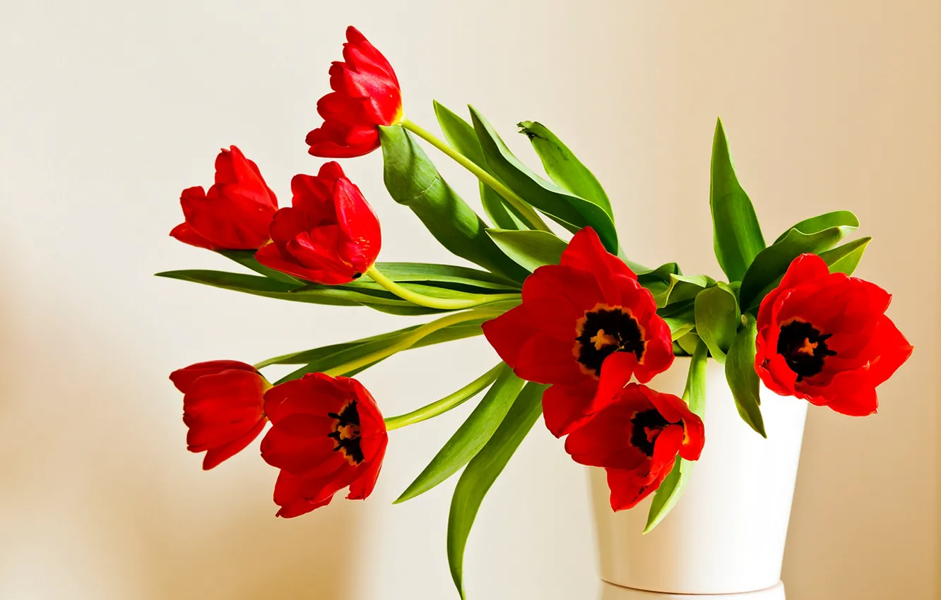 Photo wallpaper bouquet, petals, tulips, red tulips