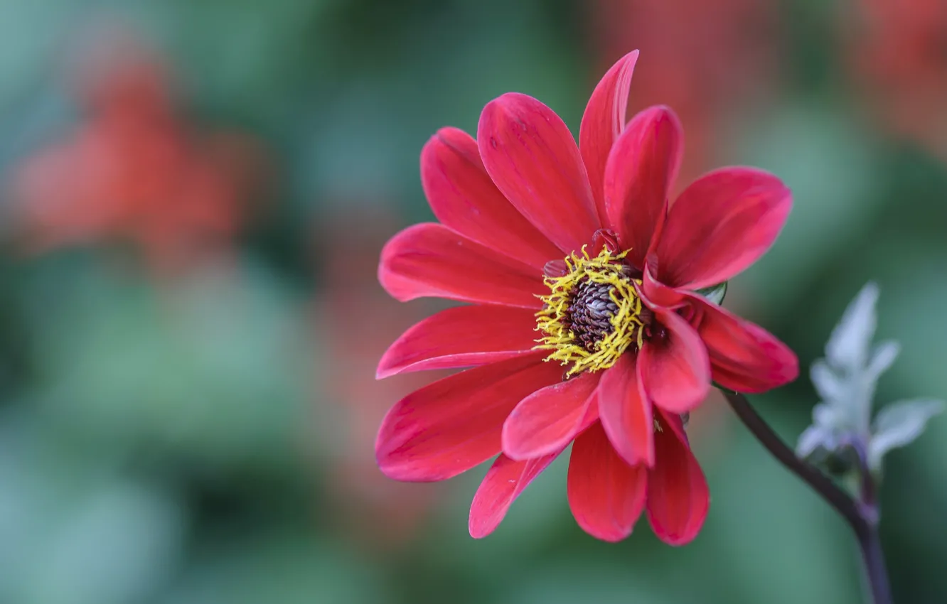 Photo wallpaper nature, petals, stem, dahlias