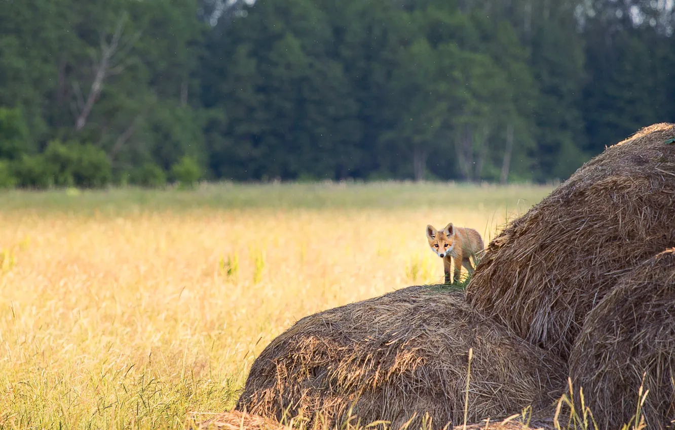 Photo wallpaper field, forest, look, stack, Fox, hay, straw, face