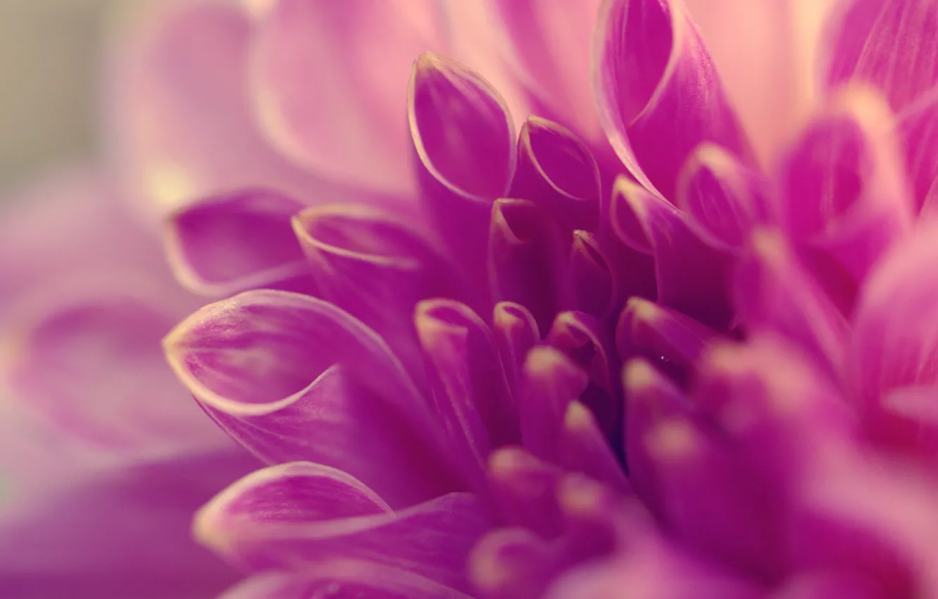 Photo wallpaper flower, macro, lilac, petals, tube