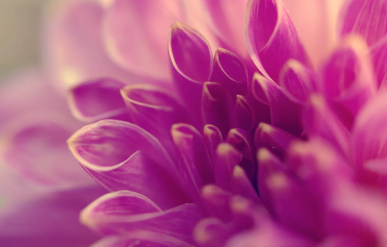 Photo wallpaper macro, flowers, petals, lilac, tube