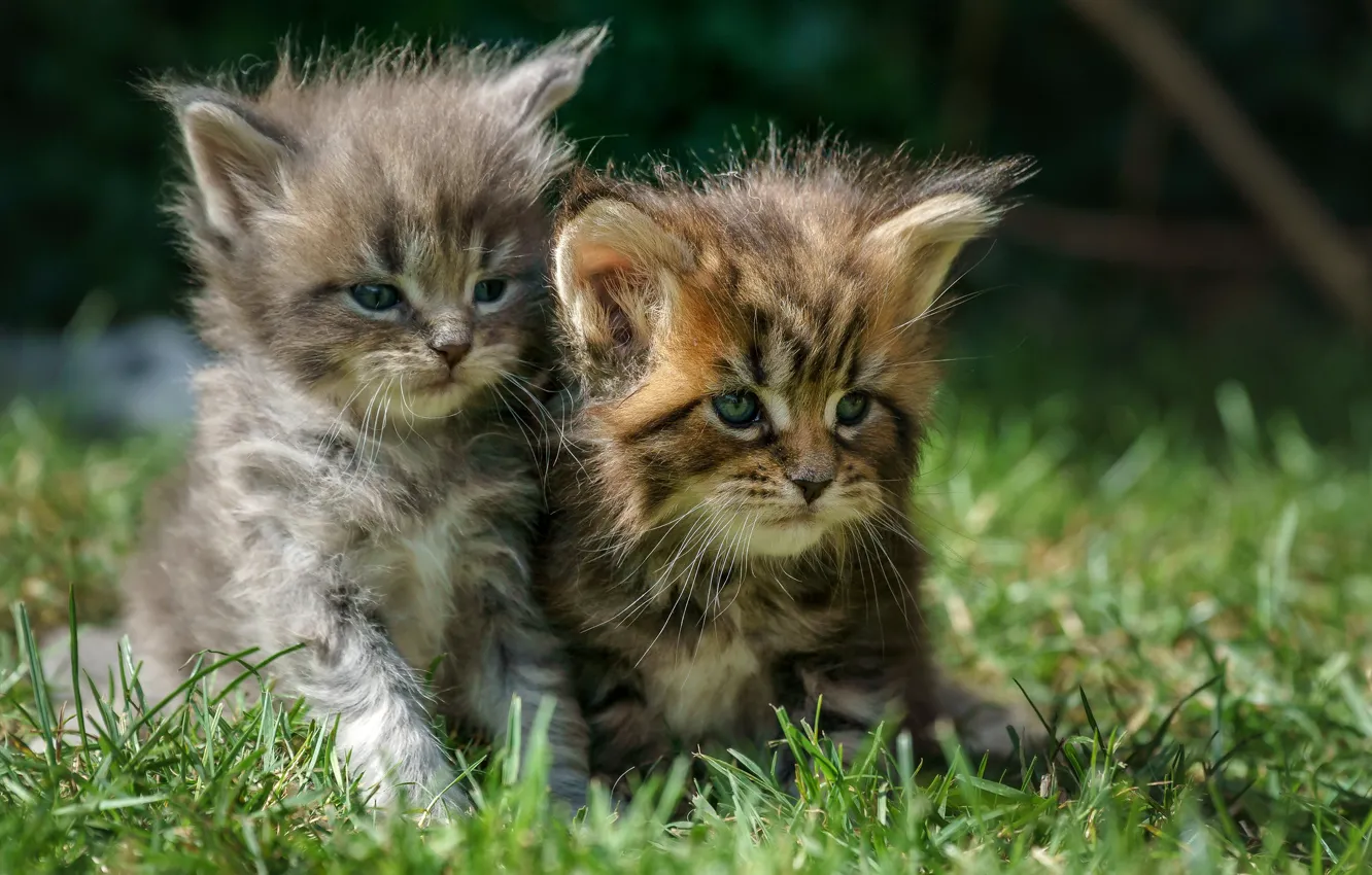 Photo wallpaper grass, kittens, kids, a couple, Maine Coon, two kittens