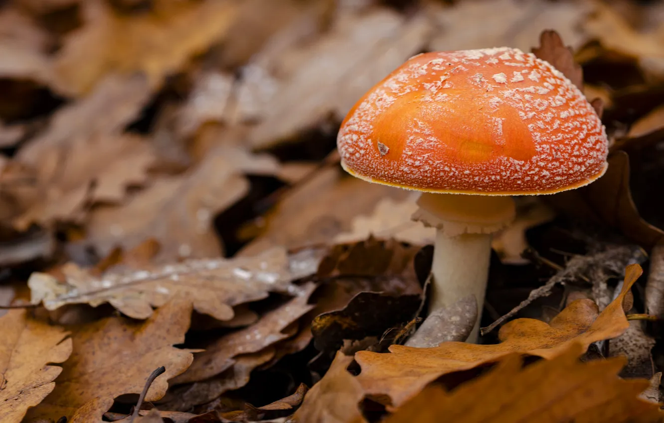 Photo wallpaper autumn, leaves, orange, mushrooms, mushroom, oak leaves