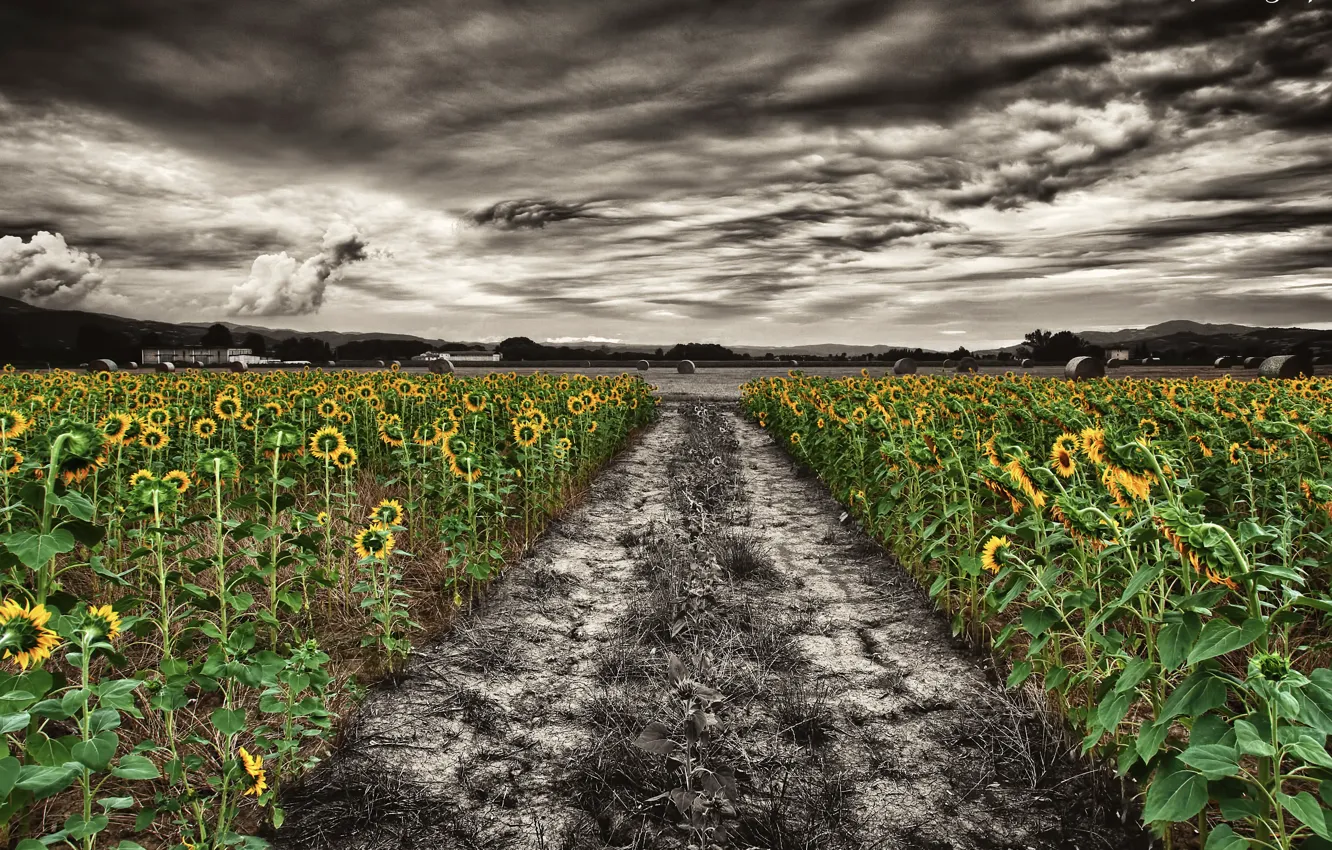 Photo wallpaper field, sunflowers, nature