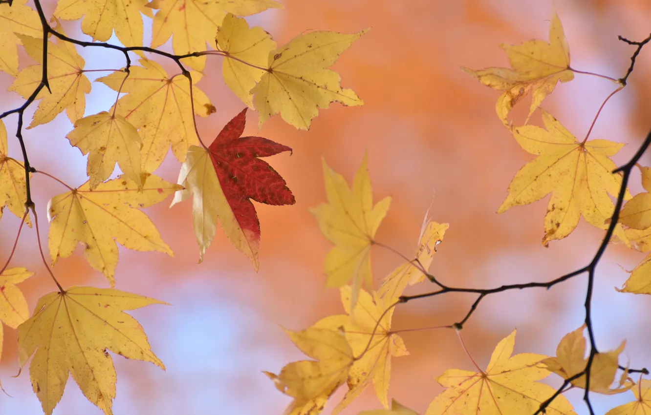 Photo wallpaper autumn, leaves, nature, background