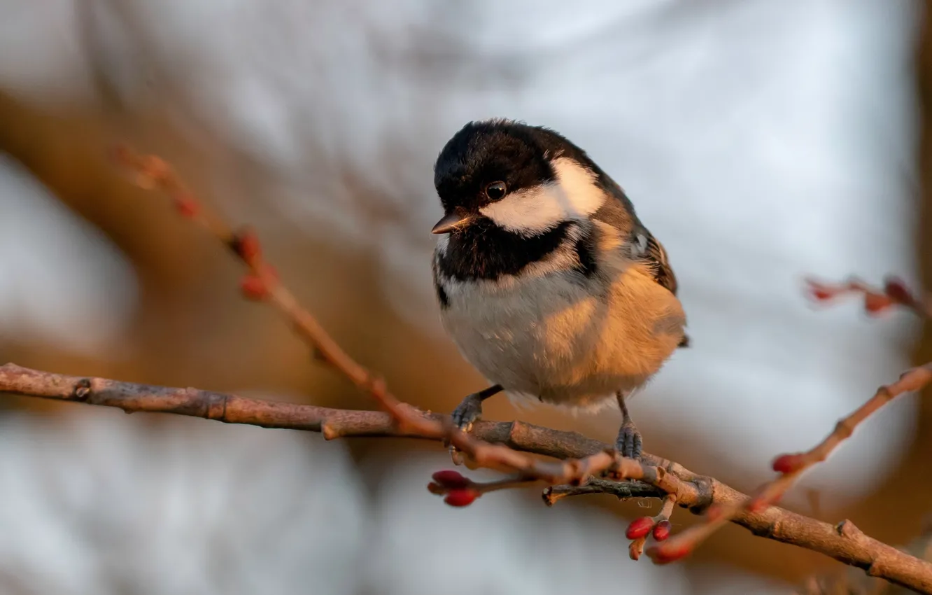 Photo wallpaper trees, tit, light, background, bird, bokeh, bird, branches