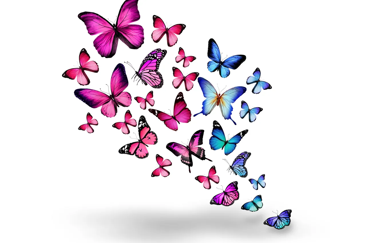 Photo wallpaper blue, butterfly, pink, blue, pink, butterflies