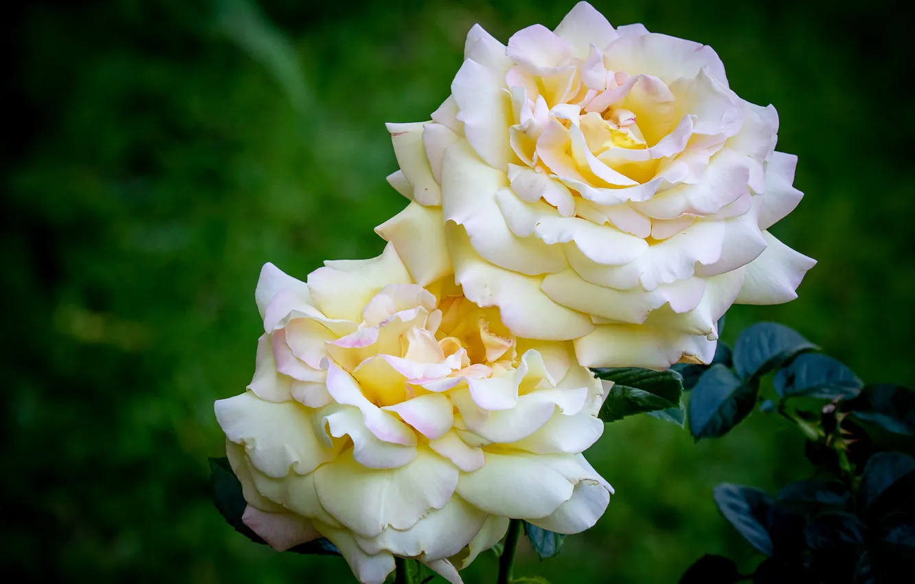 Photo wallpaper white, macro, roses, lush