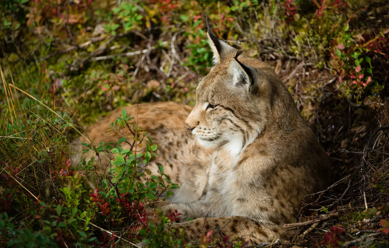 Photo wallpaper grass, face, lies, lynx
