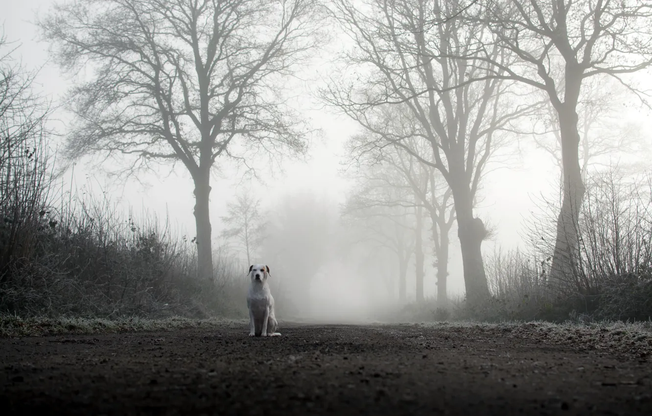 Photo wallpaper road, fog, dog