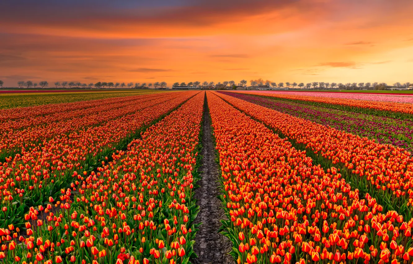 Photo wallpaper field, the sky, clouds, flowers, strip, view, spring, dal