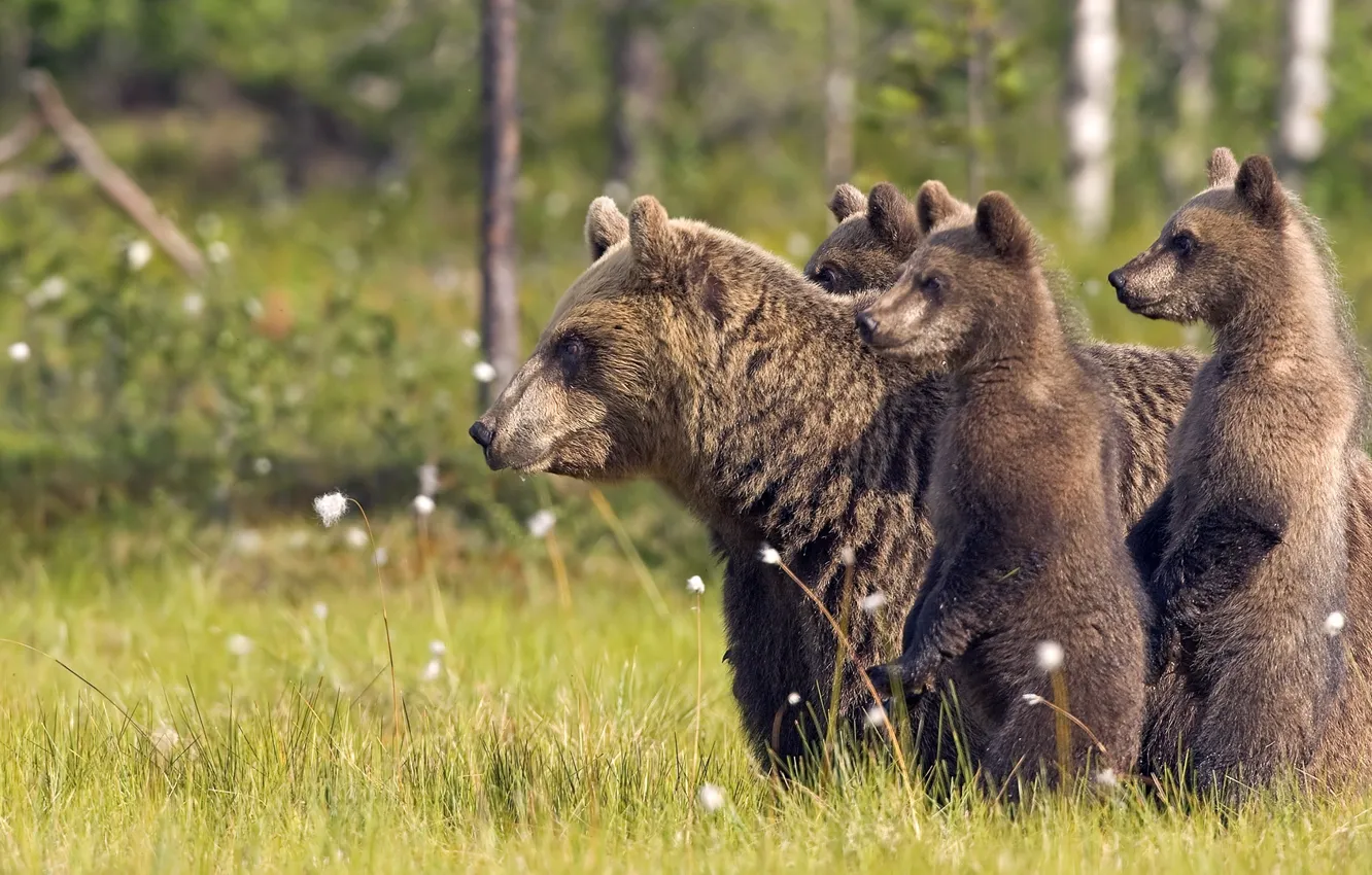 Photo wallpaper forest, animals, grass, trees, nature, bears, animals