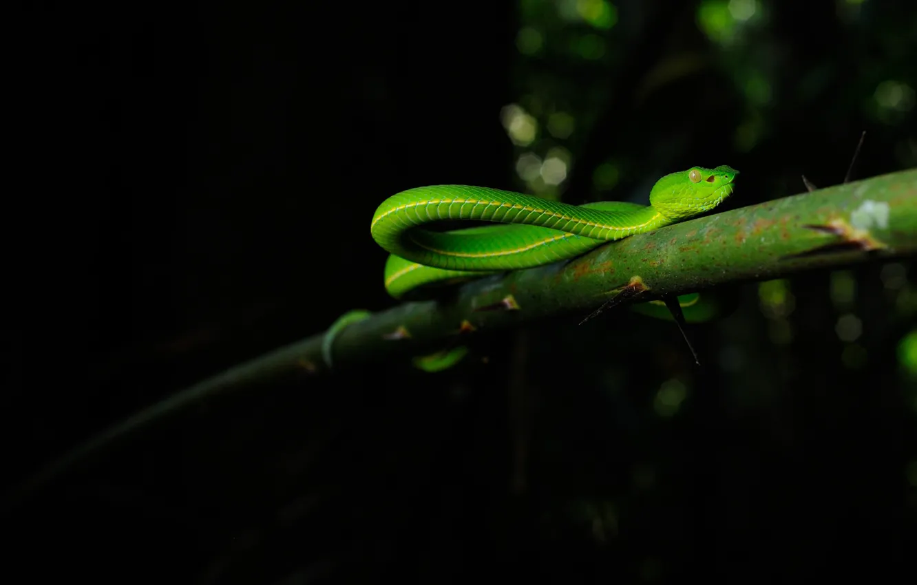 Photo wallpaper forest, branches, snake, wildlife